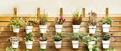 wall-plants