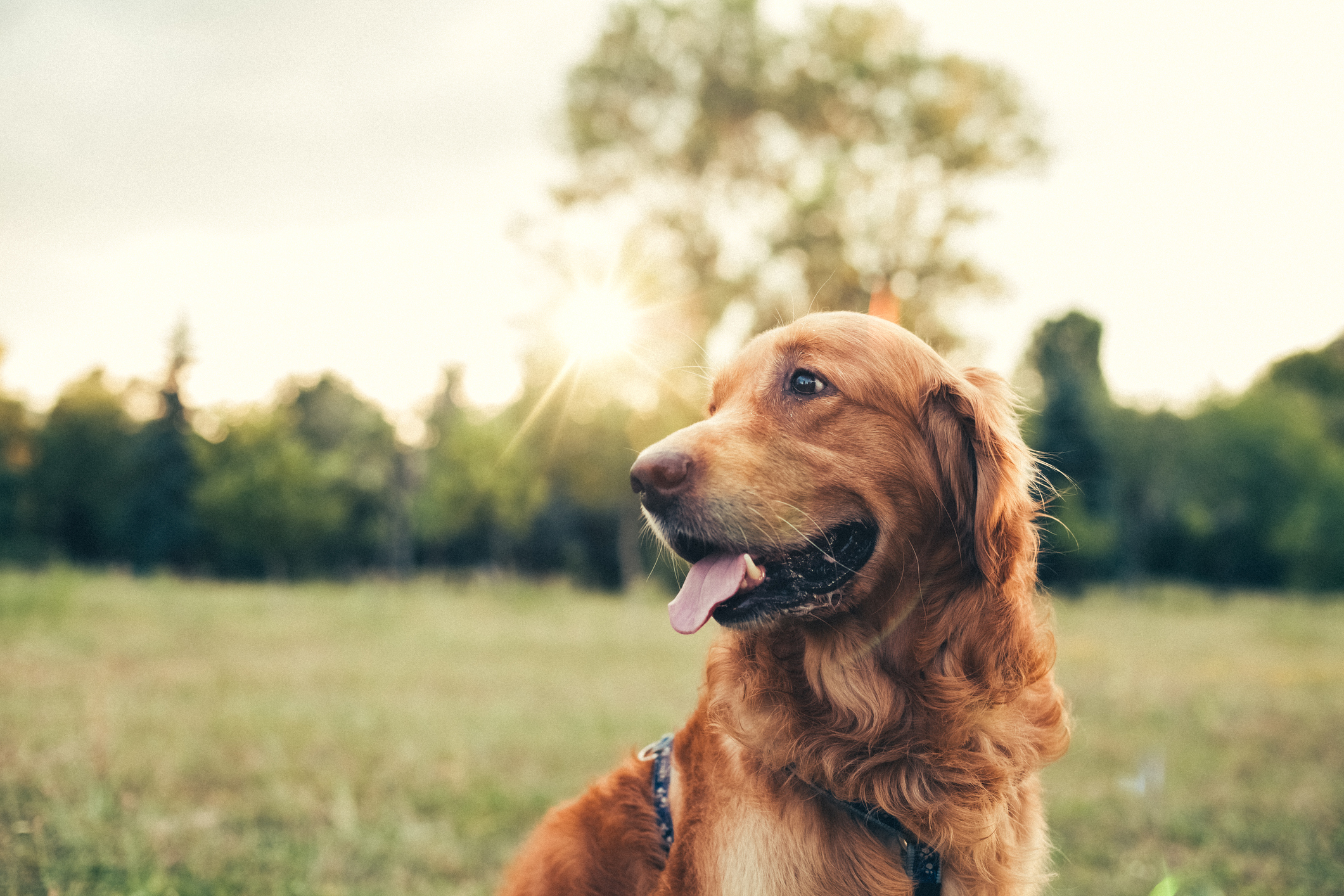 The average cost of keeping a dog | Ocean Finance®